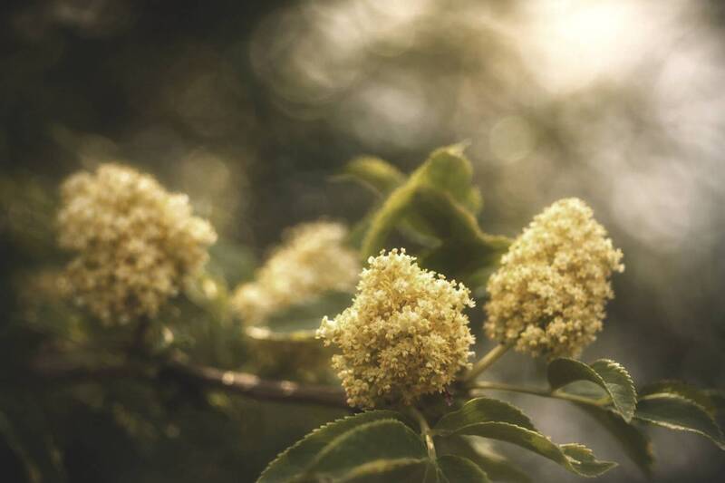 цветы, бузина, цветение, природа, flowers Бузина цветёт фото превью