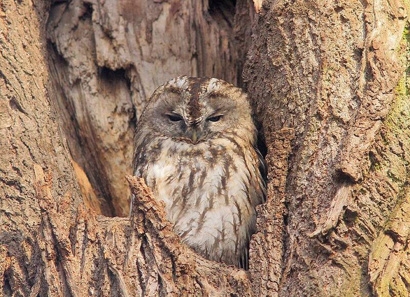 Неясыти фото превью