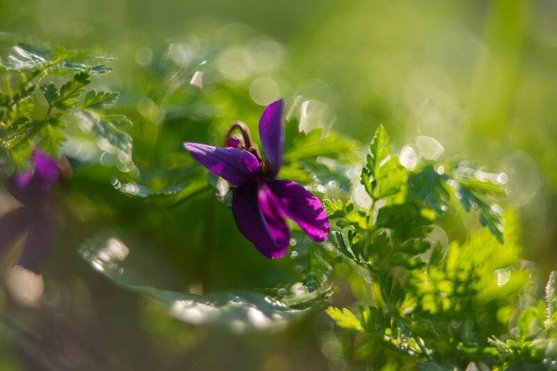 Апрельские цветочки фото превью