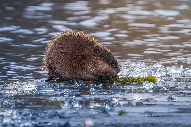 Ранний завтрак в хрустале фото превью