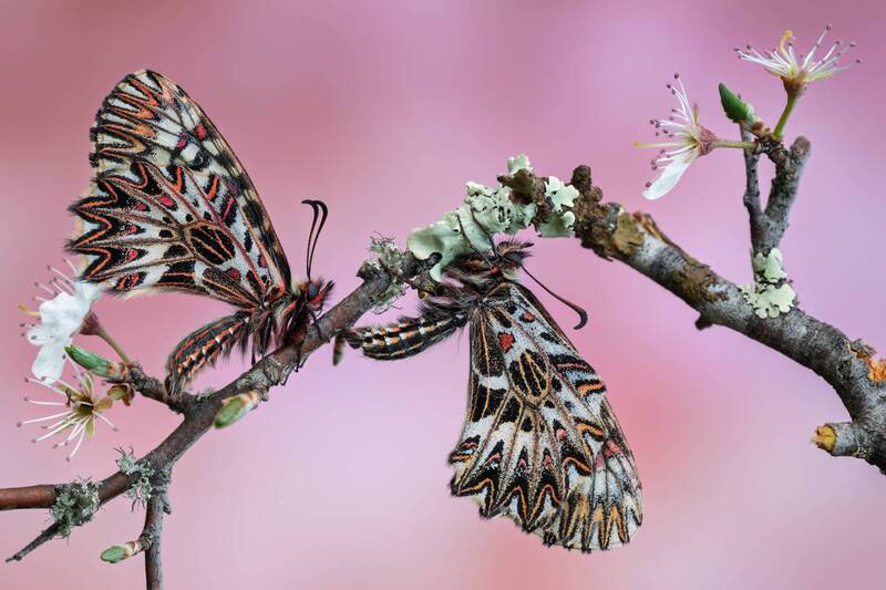 zerynthia polyxena, macro, butterfly, butterflies, insect Entangled in Spring фото превью