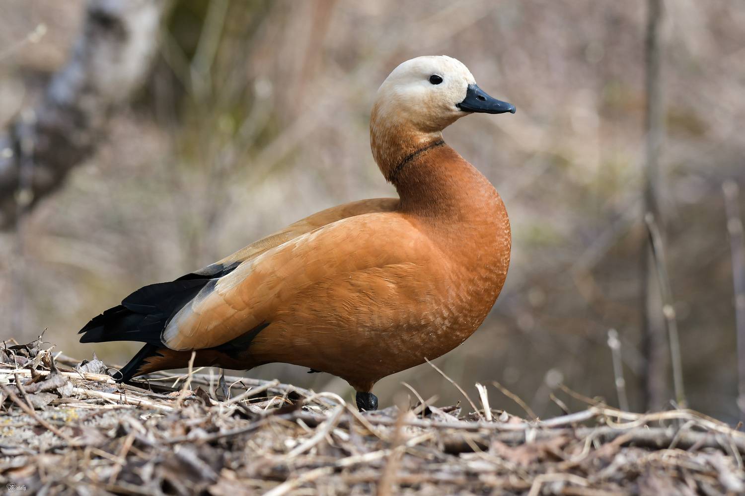 , Наталья Екимова