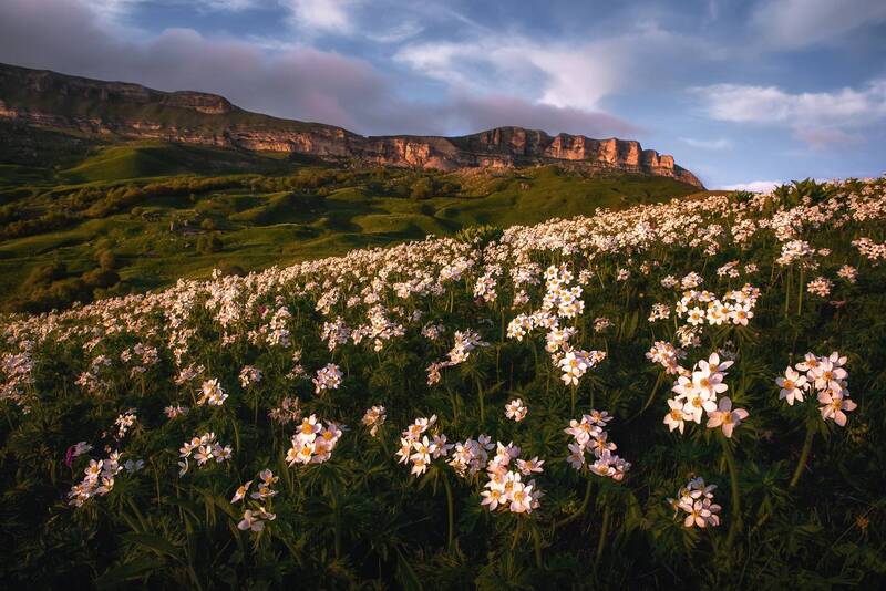 кавказ, карачаево-черкесия, кчр, гум-баши, гумбаши, горные цветы, цветение, анемоны, скалистый хребет Цветы под скалой фото превью