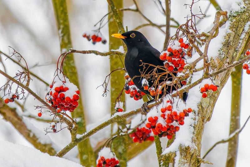 чёрный, дрозд  фото превью