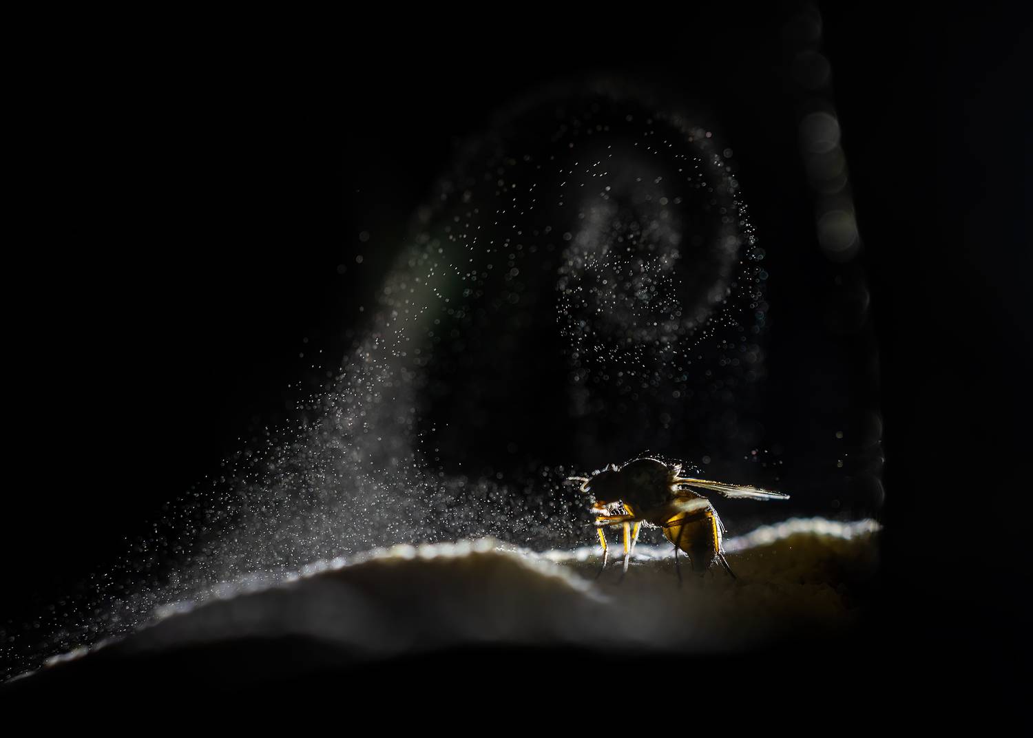 , Кузнецов Дмитрий