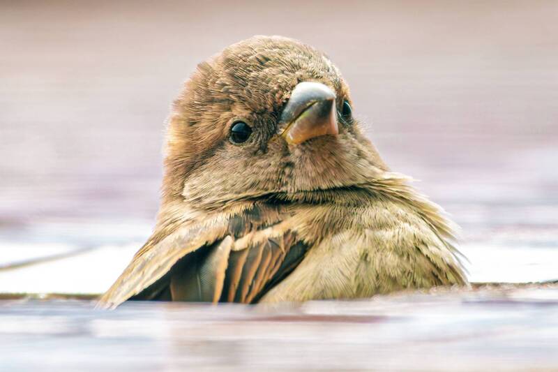 домовый, воробей  фото превью