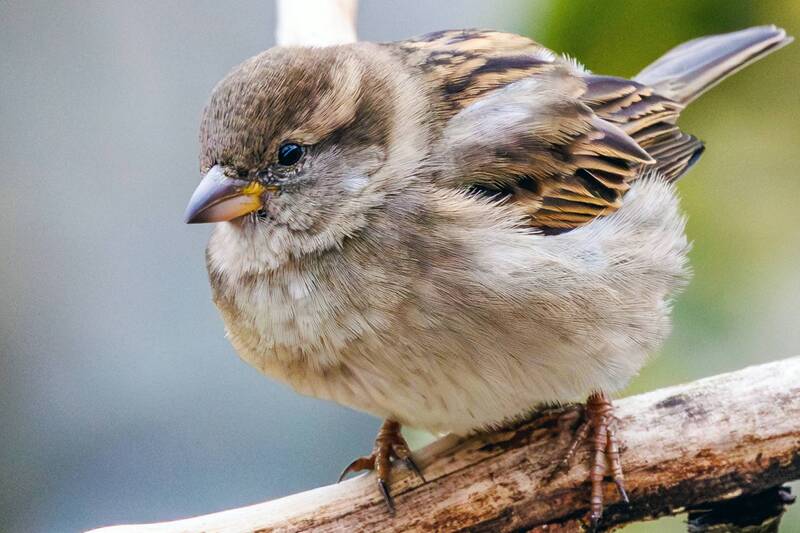 домовый, воробей  фото превью