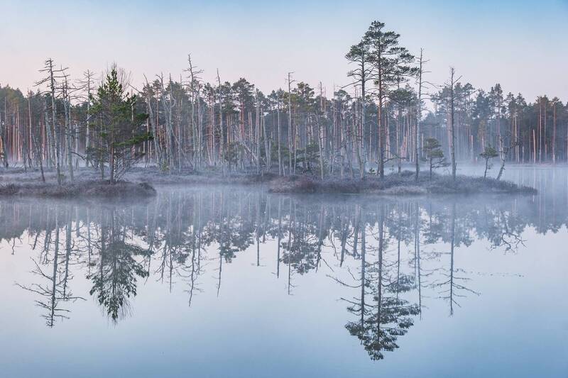 Утро на болоте. Весна фото превью
