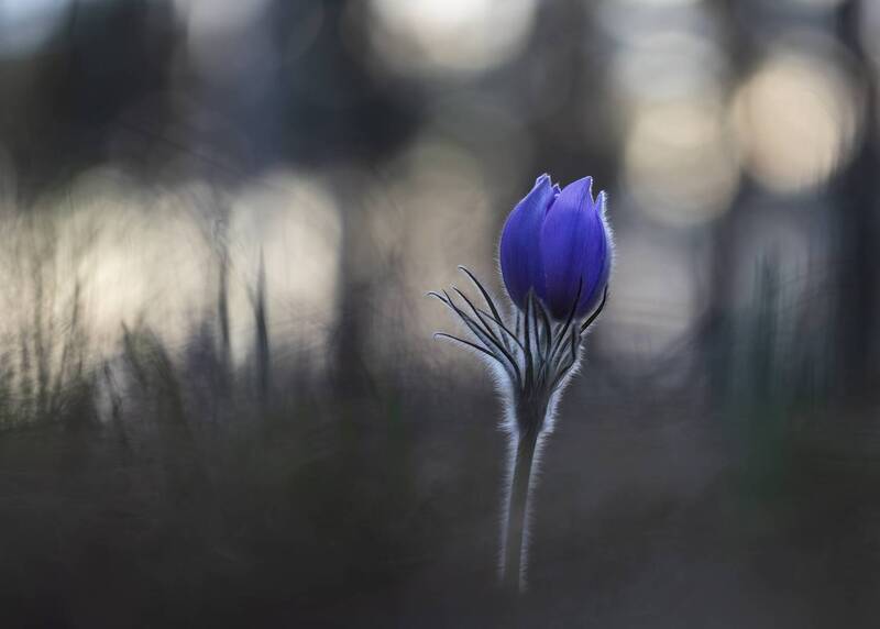 первоцветы, прострел, сон-трава, прострел раскрытый, pulsatilla patens, pulsatilla, весенние цветы, воронежская область Сон-трава фото превью