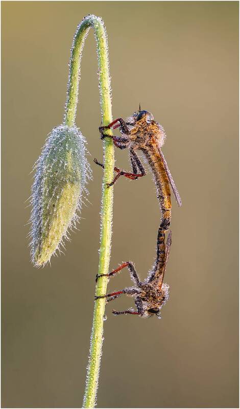 ктырь, .robber fly Ктырь.Robber fly. фото превью