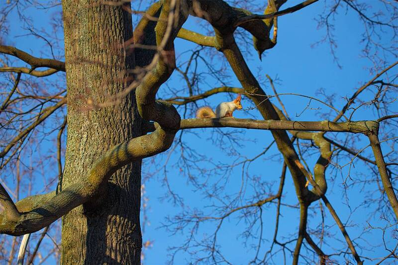 Дзен фото превью