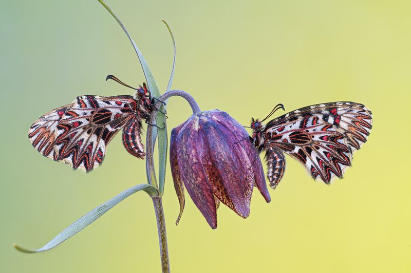 macrophotography, butterfly, bugs spring фото превью