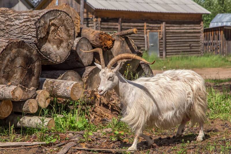 коза, деревня, рога. Идёт коза... фото превью