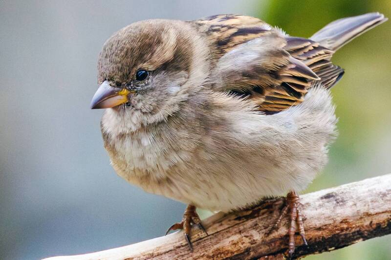 воробей  фото превью