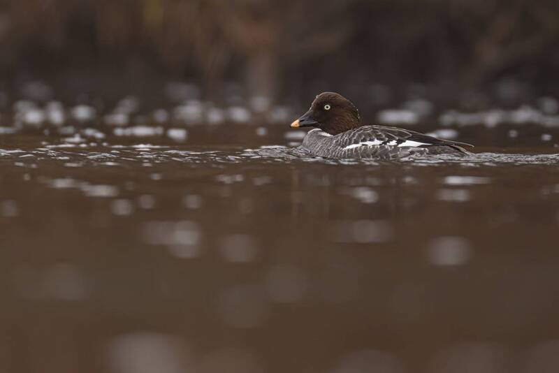 гоголь, утка, птицы Гоголиха фото превью