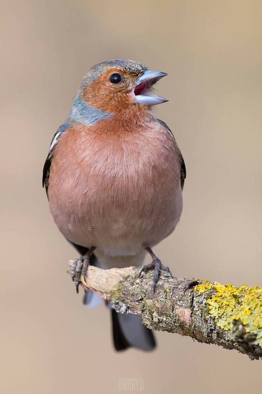 зяблик Зяблик фото превью