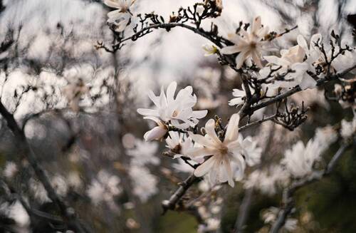 Магнолия звёздчатая (Magnolia stellata).