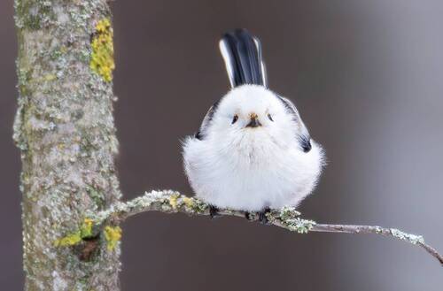 Длиннохвостая синица.