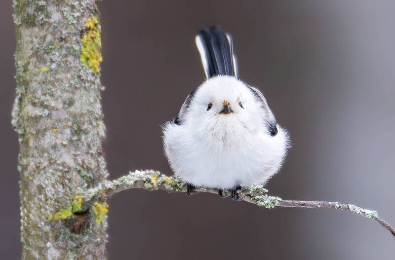 длиннохвостая синица, синица, ополовник, зима, птицы россии, птицы, птица, лес, природа, живая природа, фотоохота, бор, бердвочинг, дикая природа, зимний лес, декабрь Длиннохвостая синица. фото превью