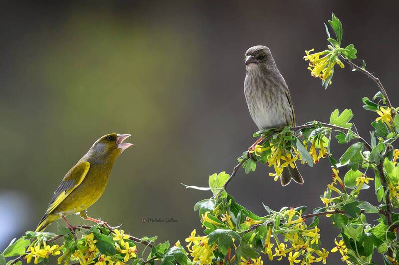 Серенада для любимой. фото превью