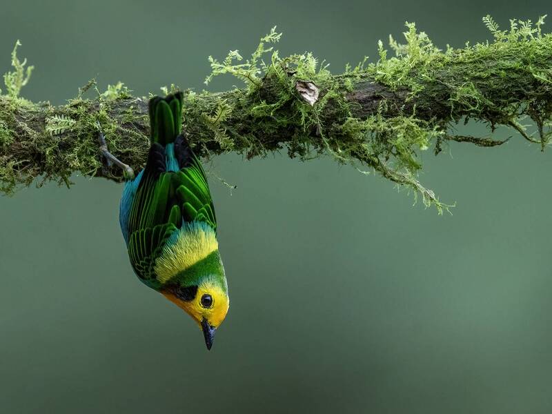 Multicolored Tanager фото превью