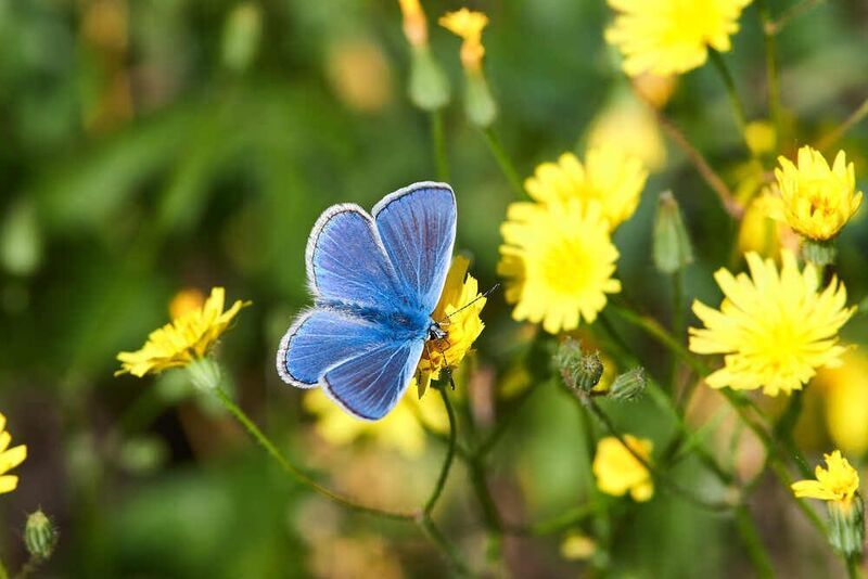 Polyommatus icarus, голубянка икар Polyommatus icarus фото превью