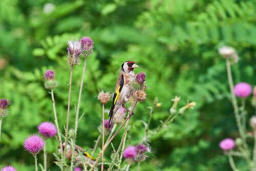 Carduelis carduelis
