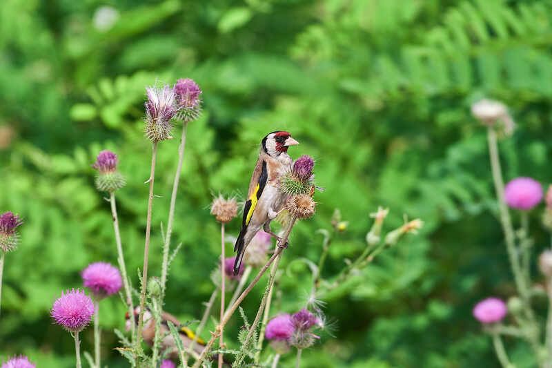 Carduelis carduelis, щегол Carduelis carduelis фото превью
