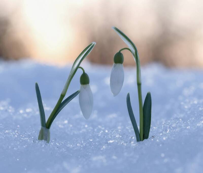 подснежники, снег, весна Нежность весны... фото превью
