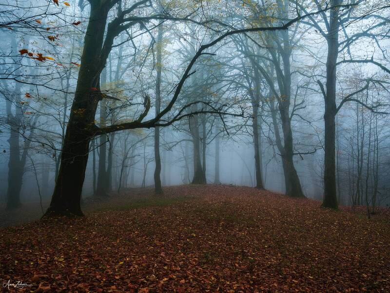 landscape, nature, forest, woodland, autumn, travel, fog, mist, photography Alone in the Forest фото превью