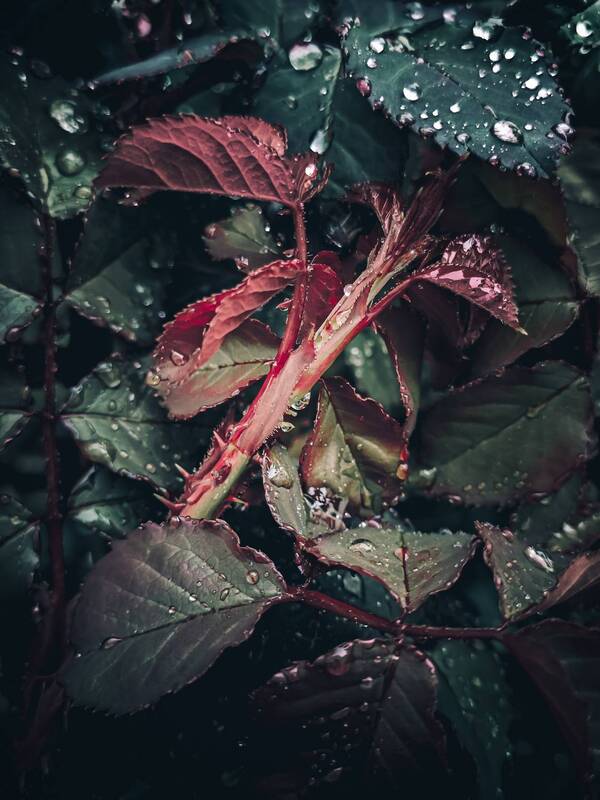 Листья после дождя фото превью