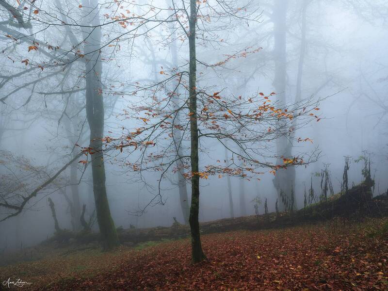 tree, landscape, nature, travel, photography, autumn, forest, mist, fog A Lonely Tree фото превью