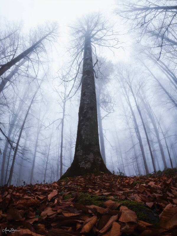 tree, autumn, landscape, nature, travel, outdoor, photography, fog, mist Long Trees фото превью