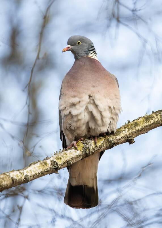 вяхирь, голубь, витютень, птицы, парк, цырицыно, весна, апрель, лес, дикая природа, дикие птицы, природа, природа россии, природа москвы, орнитология, фотоохота, columba palumbus, wild, wildlife, bird, birds, nature, birdwatching, wildlifephotography Вяхирь. фото превью