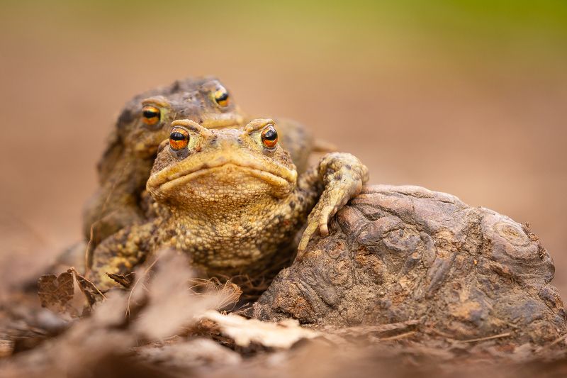 Frog фото превью