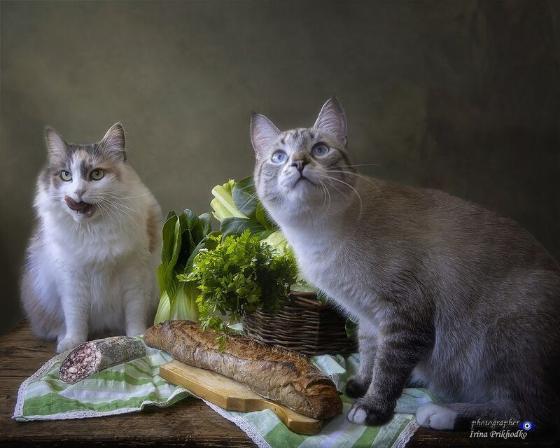 домашние животные, еда, кошки, колбаса, хлеб, питомцы Каждому своё фото превью