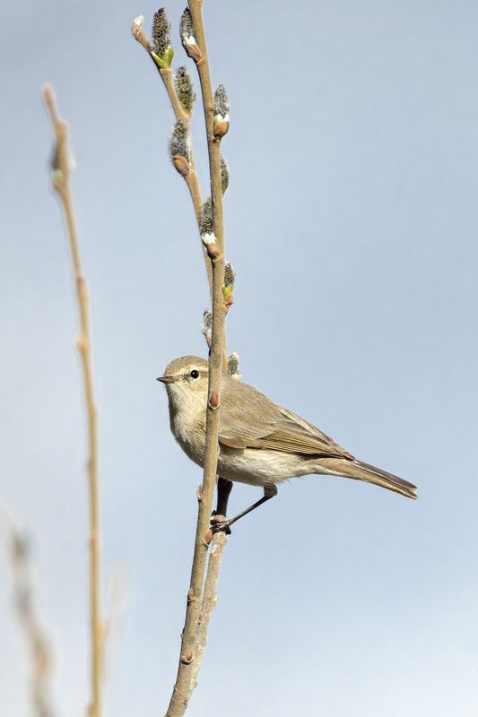 птицы, пеночка, теньковка, природа, весна Весенний эфир фото превью