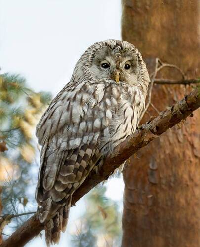 Неясыть (слёток) 2 фото