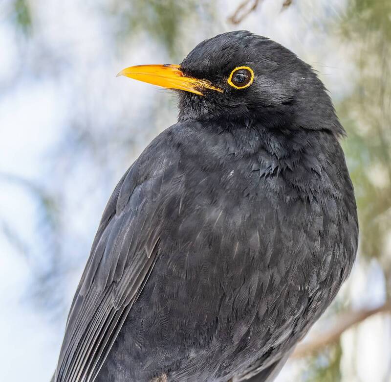 Весь мир в глазах фото превью