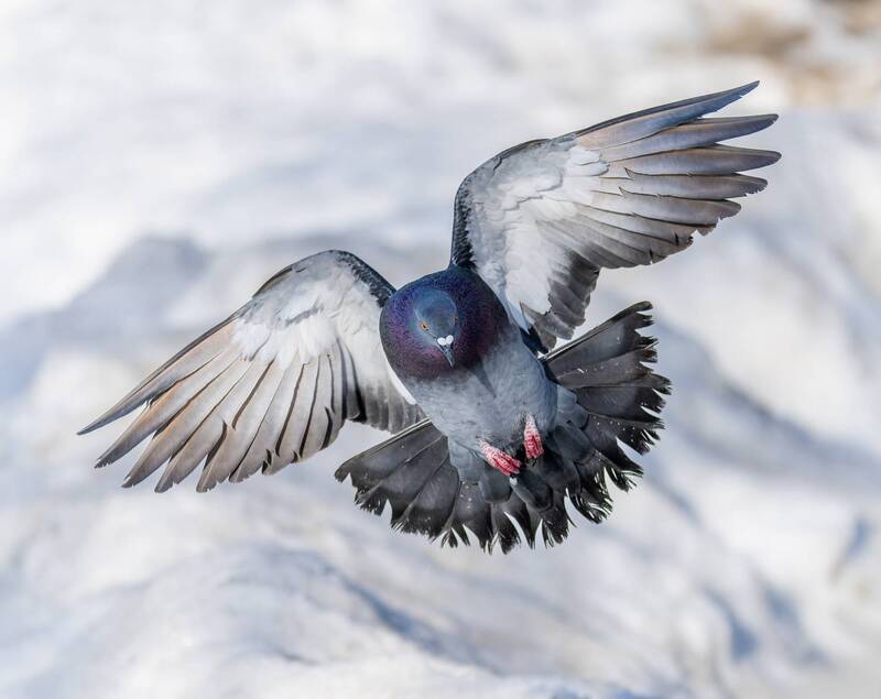 ОрёлЪ фото превью
