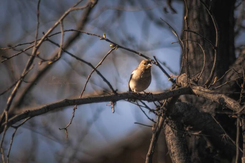 птицы, фотоохота, весна, лес Ритмы просыпающегося леса... фото превью
