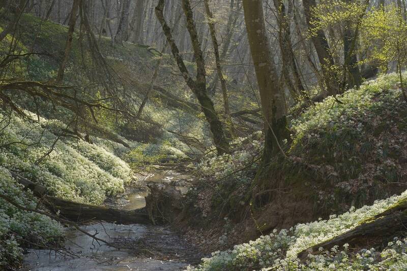 весна, утро, лес, цветение Весеннее утро в лесу фото превью