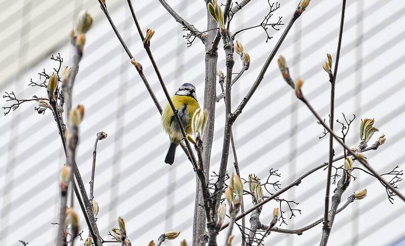 Вестница похолодания фото превью