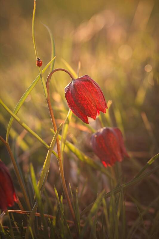 Fritillaria meleagris L. фото превью