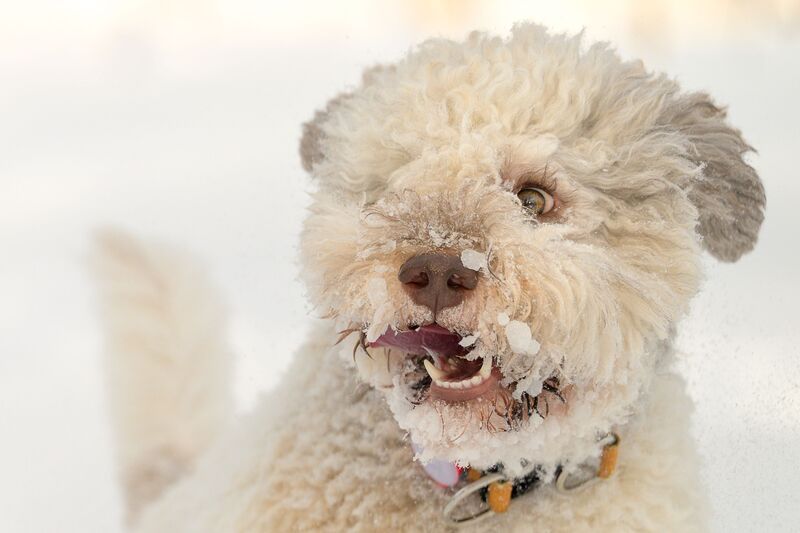 Ilon фото превью