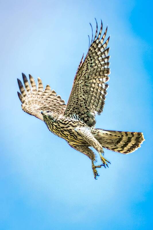 тетеревятник  фото превью