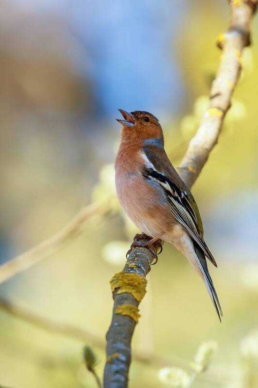 Акварельный зяблик фото превью