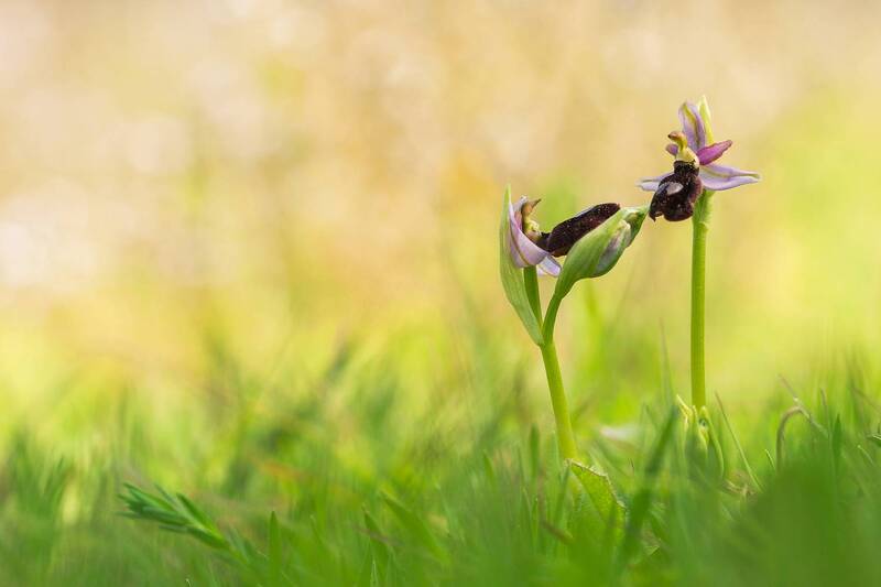 nature, plant, orchid, ophrys, flowers, close up, botany, bokeh Talking фото превью