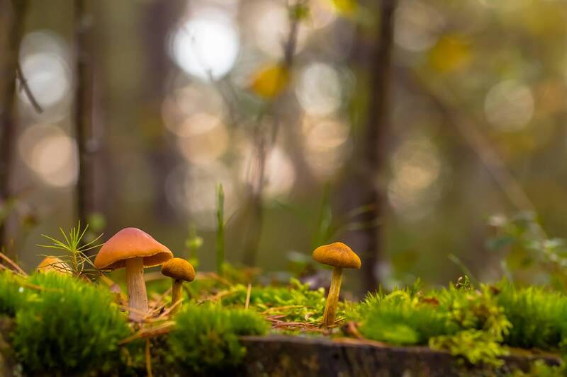 .... фото превью