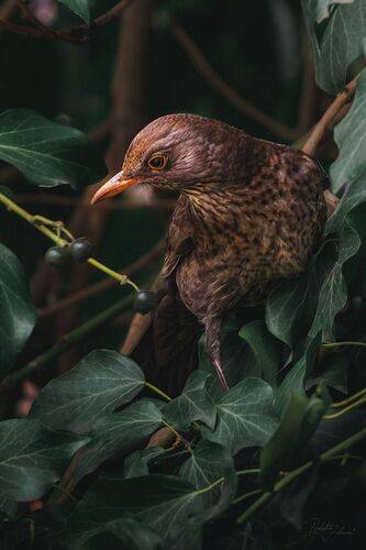 Черный дрозд